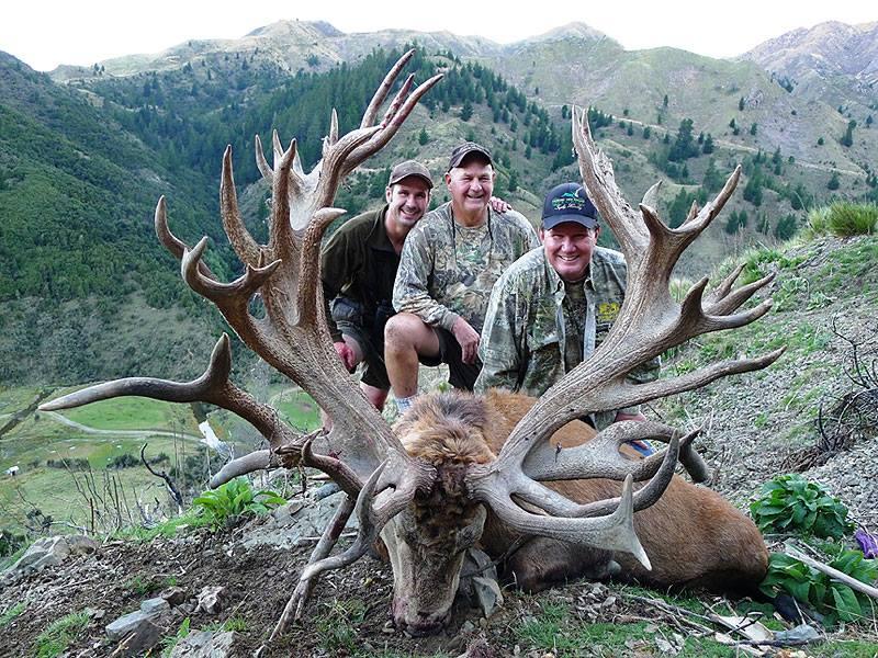 Trophy Red Stag