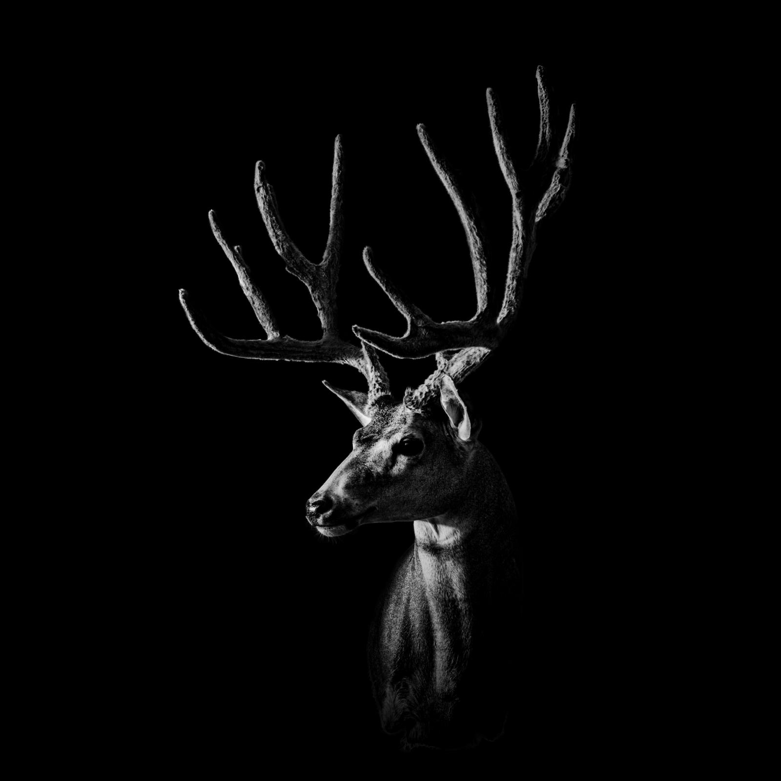 Velvet Muley