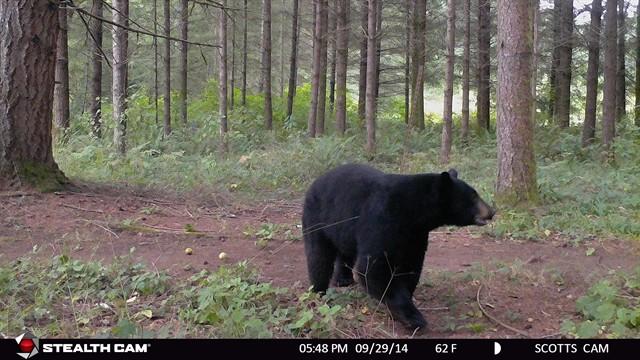 Black Bear