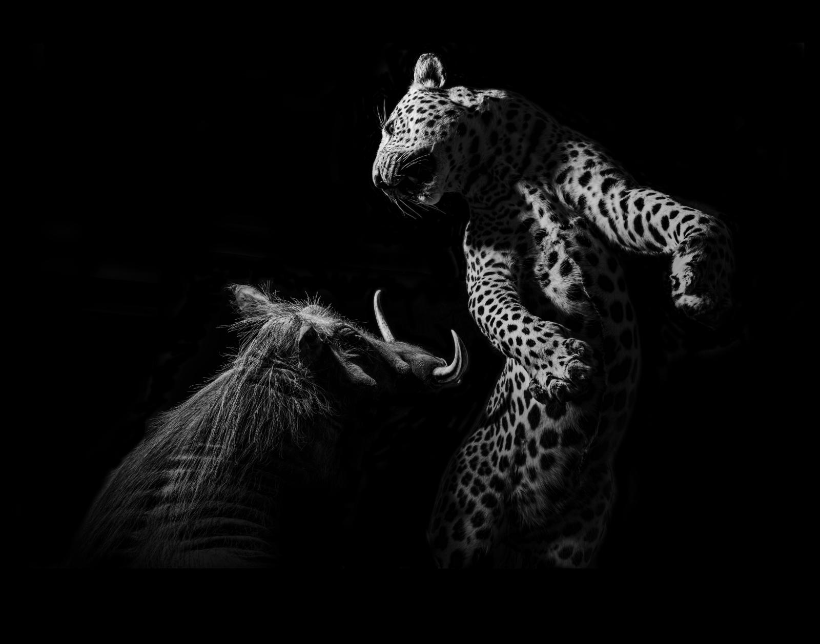 Leopard vs Warthog