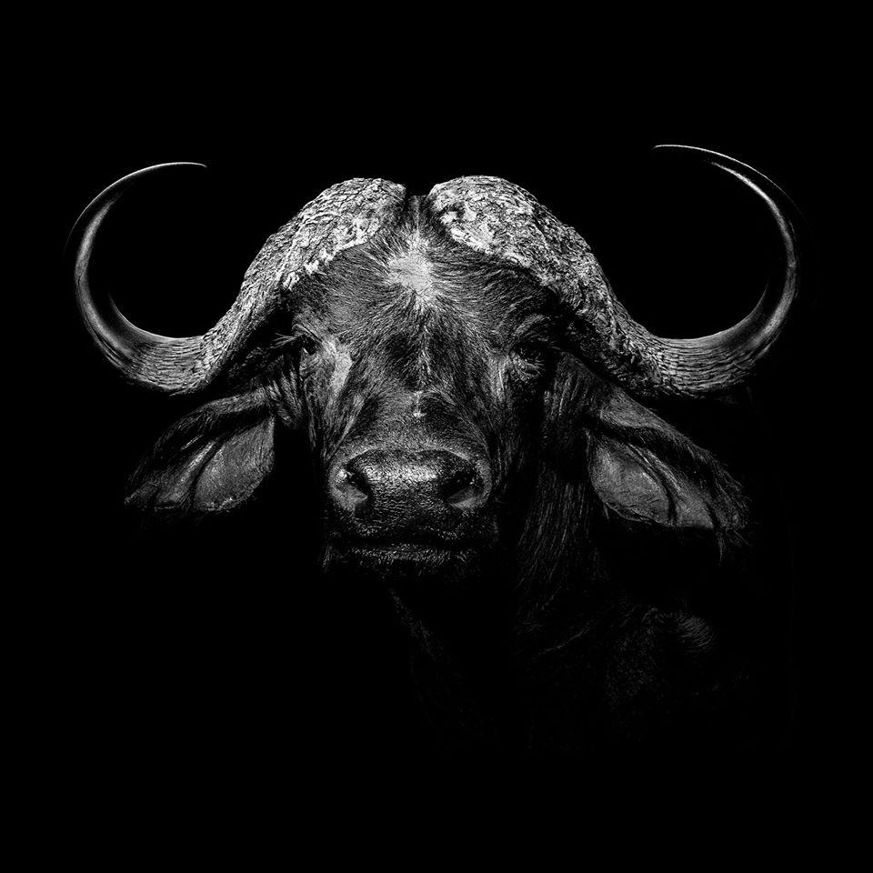 Cape Buffalo