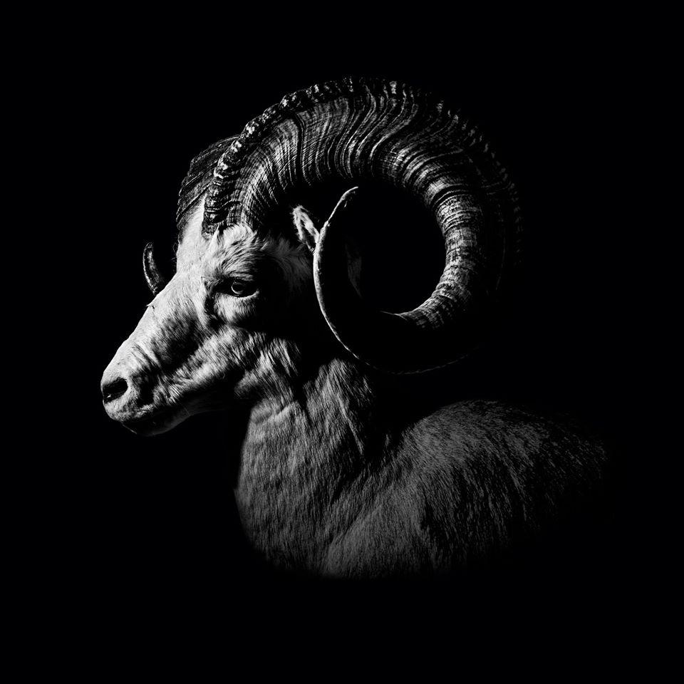 Dall Sheep