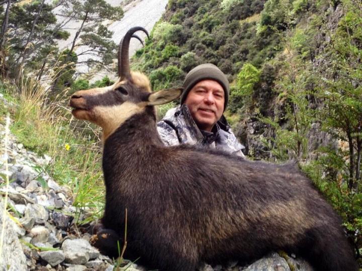 Chamois (mountain antelope)