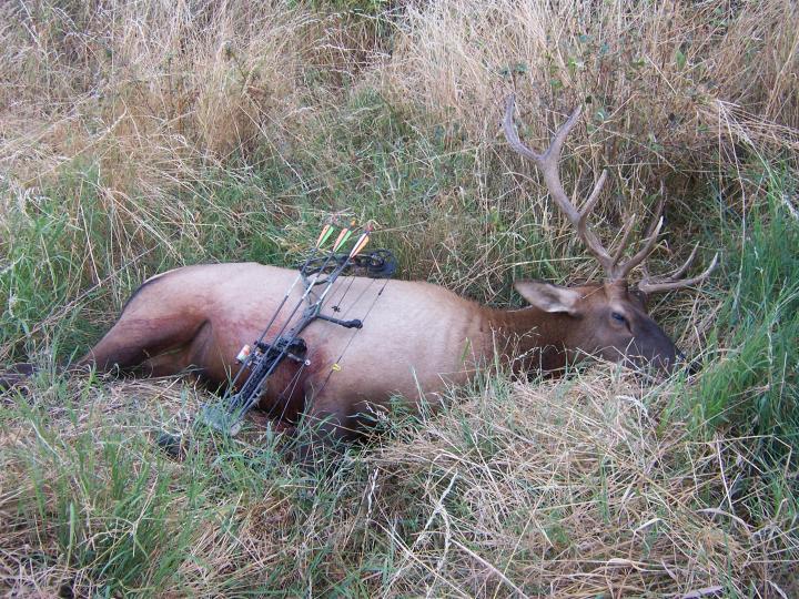 Opening Day Bull