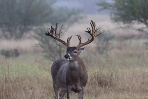 How Old Do You Think This Whitetail Is?