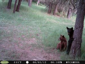 Log Cabin Bears