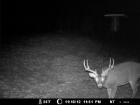 2012 Deer cam pics