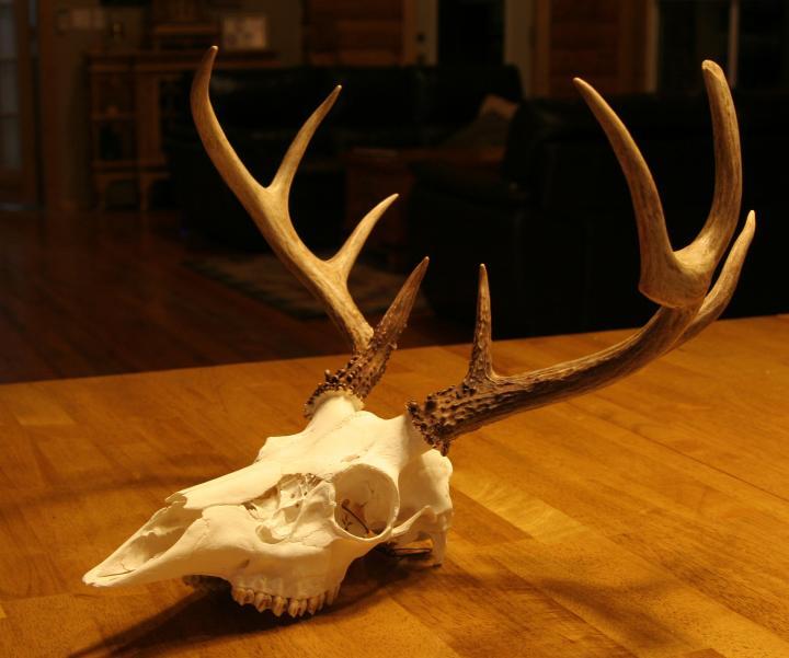 My First Full European Skull Mount