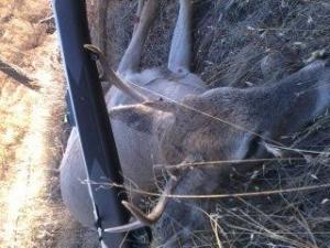 2012 White Tail