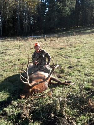 Colorado bull 2013