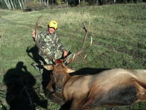 Colorado bull 2013