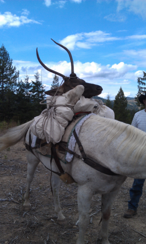 Elk camp / hunting 2011