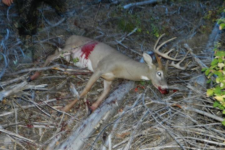 2011 WA whitetail 3