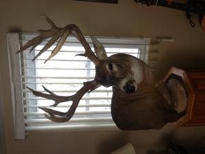 2012 buck